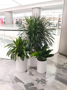 宁波北仑植物租赁价格究竟如何？一文说清楚！